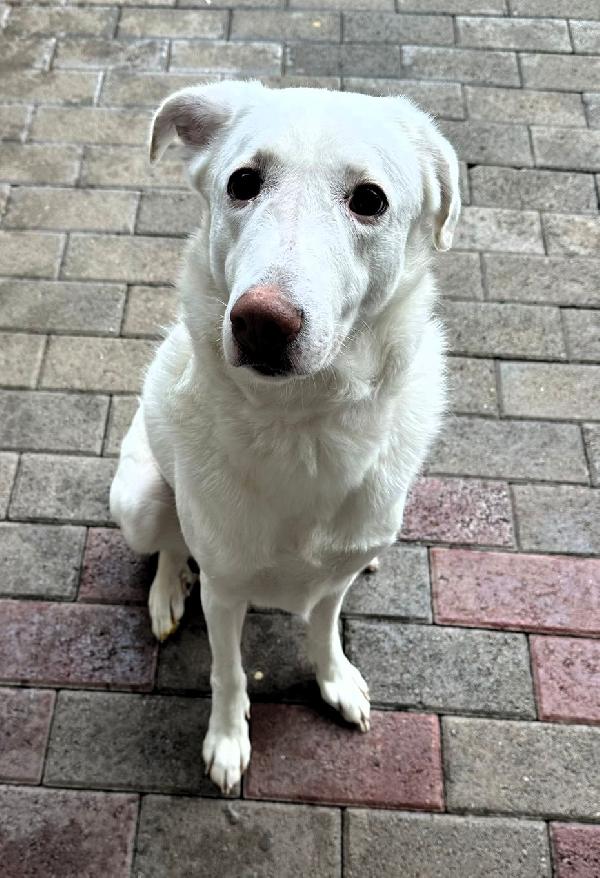 GENNA CERCA FAMIGLIA Foto 2